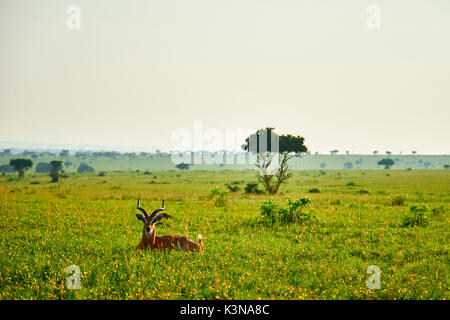 Paesaggio africano con gazelle, Queen Elizabeth National Park, Kasese, Rwenzururu sub-regione, Uganda occidentale, Uganda, Africa Foto Stock