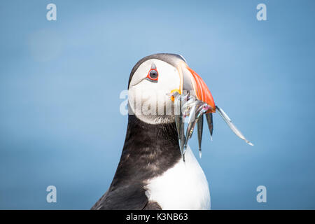 Isola di Mykines, Isole Faerøer, Danimarca. Atlantic Puffin con fermo nel becco. Foto Stock