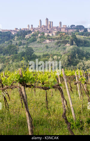 I vigneti e la città di San Gimignano sullo sfondo. Val d'Orcia, Siena district, Toscana, Italia. Foto Stock