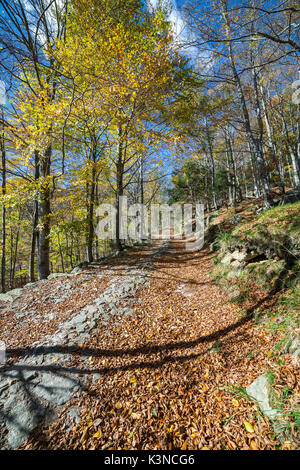 La sporcizia sentiero nella foresta di faggi in autunno (con la conca di Oropa, provincia di Biella, Piemonte, Italia, Europa) Foto Stock