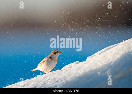 La Lessinia,Veneto,Italia la fotografia di un bunting preso nella neve sulle montagne della Lessinia Foto Stock