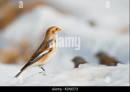 La Lessinia,Veneto,Italia la fotografia di un bunting preso nella neve sulle montagne della Lessinia Foto Stock