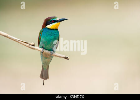 Canneto sull'Oglio, Mantova, Lombardia, Italia Il Gruccione (Merops Merops Linnaeus, 1758) è fotografato mentre è appoggiato un ramo Foto Stock