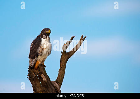 Lake Nakuru Park,Kenya,Africa un augure poiana recupero mentre poggia su un tronco di albero nel parco a lago Nakuru Foto Stock