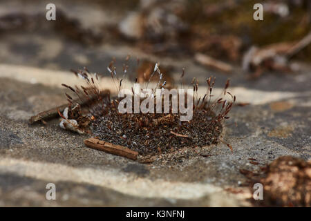 Il muschio secco extreme foto macro close up. Foto Stock