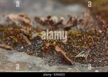 Il muschio secco extreme foto macro close up. Foto Stock