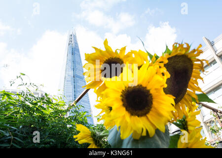 Luminoso giallo dei girasoli fioritura di fronte di Renzo Piano il frammento di vetro grattacielo a Londra, Regno Unito. Foto Stock