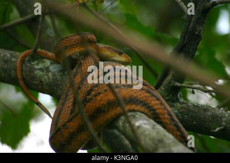 Grande serpente Arancione marrone con o strisce nere avvolto intorno a un ramo di albero sembra essere un serpente di ratto Foto Stock