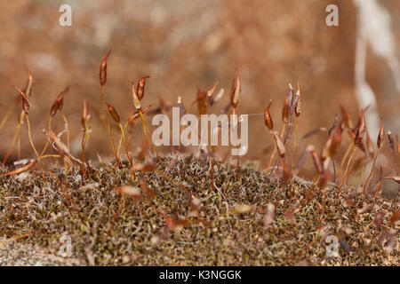 Il muschio secco extreme foto macro close up. Foto Stock