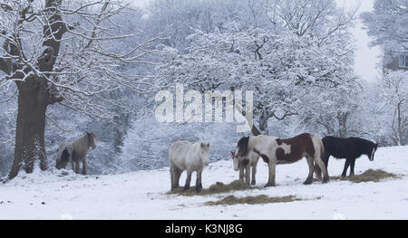 Cavalli in piedi in una coperta di neve campo di mangiare il fieno. Foto Stock