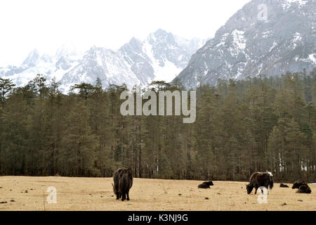 Jade dragon snow mountain Foto Stock