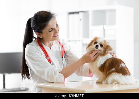 Veterinario sorridente con il cane, sulla tavola in clinica veterinaria Foto Stock
