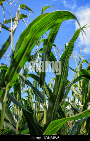 Soleggiato campo di mais a fine estate contro il cielo blu Foto Stock