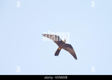 Falco della regina (Falco eleonorae), flying overhead guardando giù, Essaouira, Marocco. Foto Stock
