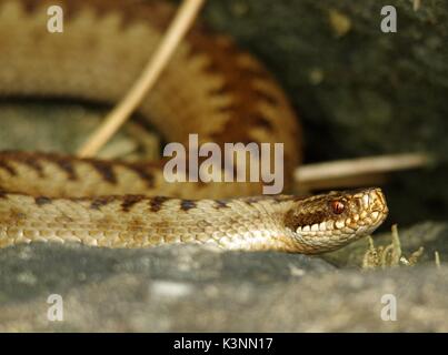 Politica europea comune in materia di viper sommatore femmina uk snake su un muro di pietra nel Derbyshire longshaw station wagon Foto Stock