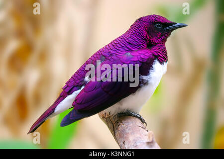 Maschio scintillante viola-backed o amethyst starling (cinnyricinclus leucogaster) seduto su un ramo Foto Stock