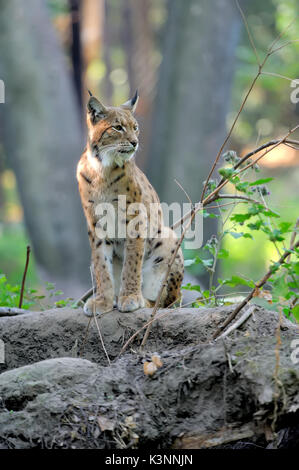 Chiudere la lince euroasiatica nella foresta Foto Stock