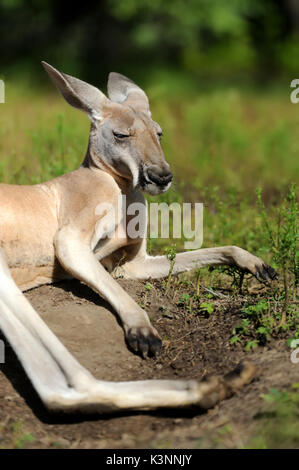 Chiudere i giovani kangaroo in erba Foto Stock