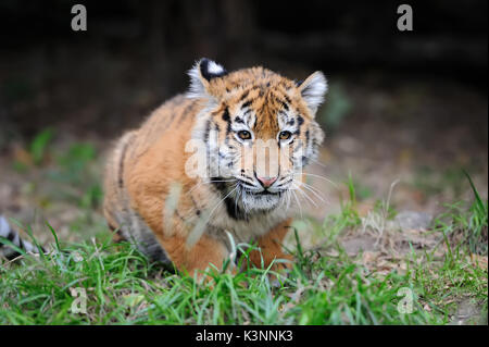 Chiudere carino tigre siberiana cub Foto Stock