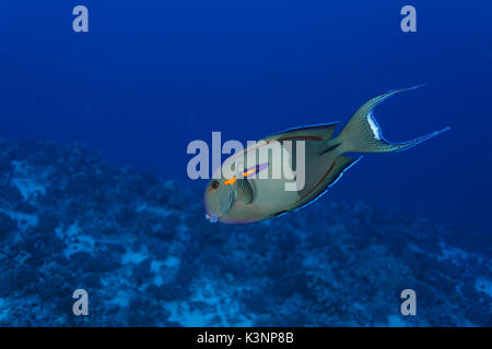 Primo piano dettaglio della fascia arancione pesce chirurgo, Acanthurus olivaceus, con neon di strisce arancioni Foto Stock