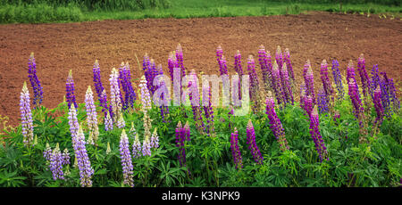 Lupini selvatici accanto al campo di recentemente arato la terra rossa nelle zone rurali del New Brunswick, Canada Foto Stock