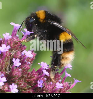 Una regina Buff-tailed Bumblebee (Bombus terrestris) foraggi su una verbena bonariensis fiore di testa. Bedgebury Forest, Kent, Regno Unito. Foto Stock