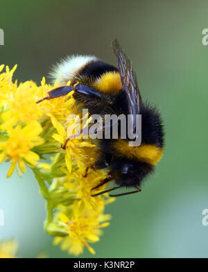 Un lavoratore Buff-tailed Bumblebee (Bombus terrestris) foraggi su un asta d'oro o solidago fiore di testa. Bedgebury Forest, Kent, Regno Unito. Foto Stock