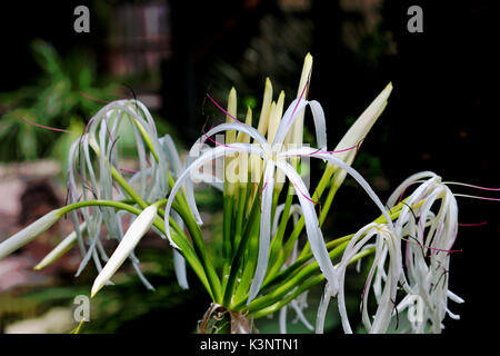 Queen Emma / crinum lily fiore comune in Florida. Foto Stock