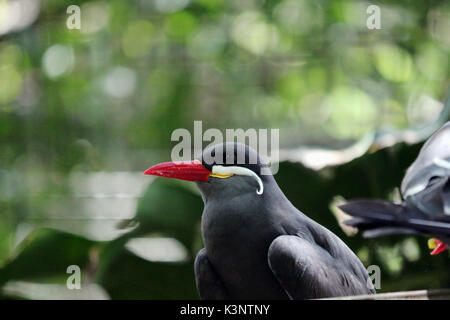 Un peruviano uccello, un inca tern con un grande becco rosso. Foto Stock