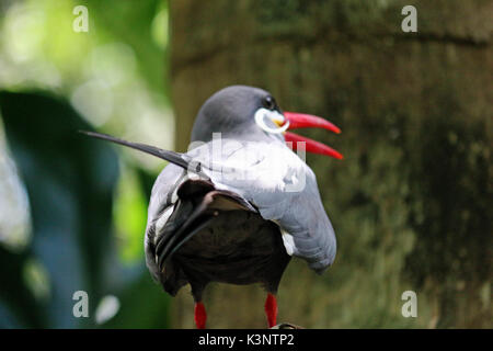 Un peruviano uccello, un inca tern con un grande becco rosso. Foto Stock