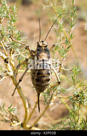 Obesi cavallette salire su un ramo di albero. Foto Stock