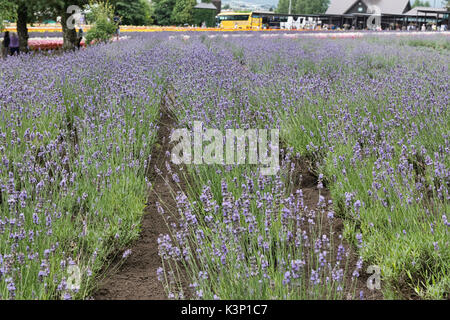 La lavanda cresce a Farm Tomita in Nakafurano, Hokkaido, Giappone Foto Stock