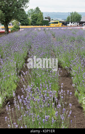 La lavanda cresce a Farm Tomita in Nakafurano, Hokkaido, Giappone Foto Stock