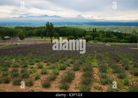 La lavanda cresce a Saika no Sato in Nakafurano, Hokkaido, Giappone Foto Stock