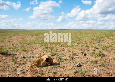 Scena drammatica del cranio di un animale che giace a terra Foto Stock