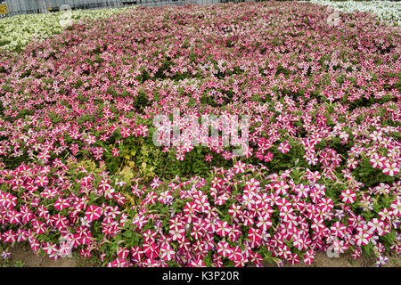 Nelle petunie colorate a Farm Tomita in Nakafurano, Hokkaido, Giappone Foto Stock