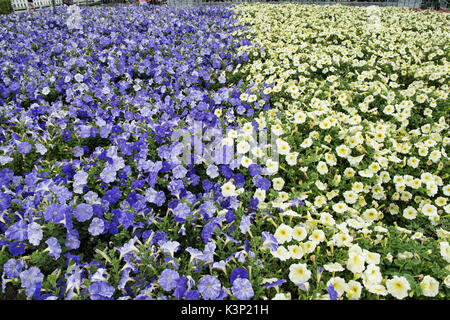 Nelle petunie colorate a Farm Tomita in Nakafurano, Hokkaido, Giappone Foto Stock