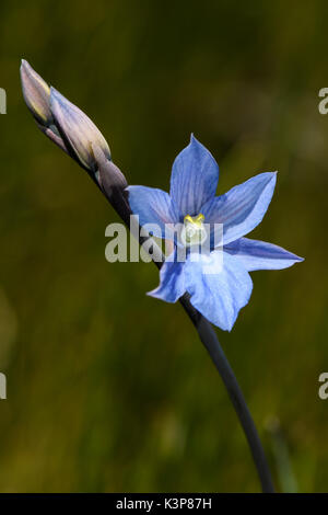 Thelymitra cyanea fiore Foto Stock