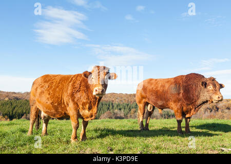 Limousin carni bovine bull e pesantemente mucca gravida in golden luce della sera in piedi in un lussureggiante cima pascolo sullo skyline di autunno. Entrambi i bovini sono Foto Stock