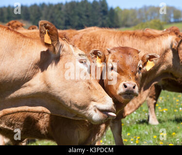 Limousin beef cow leccare il volto del suo yearling vitello in un pascolo di primavera durante le operazioni di toletta. Chiudere le loro teste e la sua lingua Foto Stock