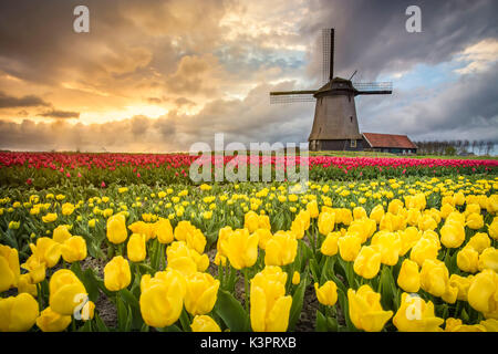 Il mulino a vento e campi di tulipani, Alkmaar polder, Paesi Bassi Foto Stock