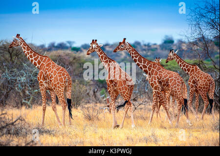 Samburu riserva nazionale. Kenya, Africa. Un gruppo di materiale reticolato giraffe (giraffa camelopardalis reticolare). Foto Stock