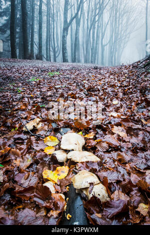 Riserva di Sassofratino, il Parco Nazionale delle Foreste Casentinesi, Badia Prataglia, Toscana, Italia, Europa. Funghi su umido tappeto di foglie Foto Stock