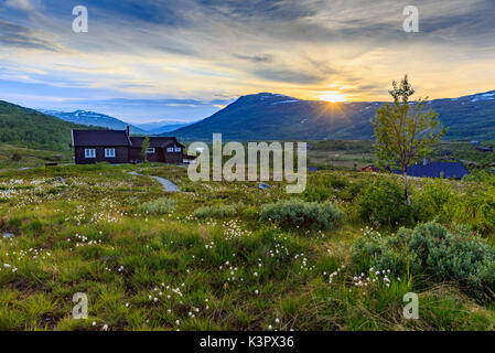 Tramonto nel Parco Nazionale di Hardangervidda in Norvegia con le tipiche case immerso nell'erba riempito da nordic cottongrass, Hordaland Foto Stock