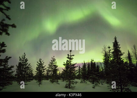 Colorate luci dell'Aurora Boreale e il cielo stellato su i boschi innevati Levi Sirkka Kittilä Lapponia Regione Finlandia Europa Foto Stock