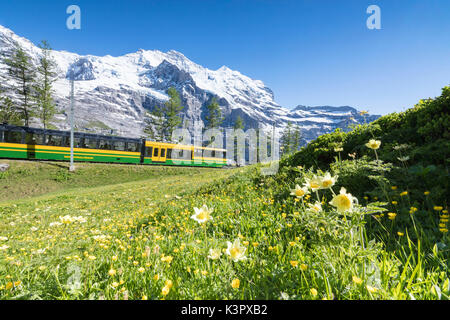 Il Wengernalpbahn ferrovia a cremagliera incorniciato da fiori e vette innevate Wengen Oberland Bernese cantone di Berna in Svizzera Europa Foto Stock