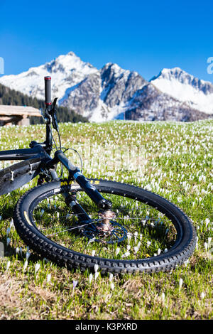 Mountain bike sul verde dei prati coperti da crocus in fiore Albaredo Valle Alpi Orobie Valtellina Lombardia Italia Europa Foto Stock