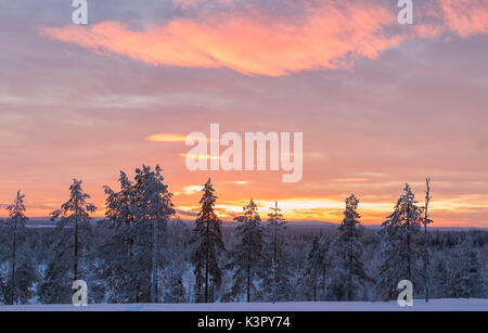 Luci rosa dell'artico tramonto illuminano i boschi innevati Vennivaara Rovaniemi Lapponia Regione Finlandia Europa Foto Stock