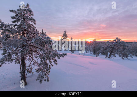 Luci rosa dell'artico tramonto illuminano i boschi innevati Vennivaara Rovaniemi Lapponia Regione Finlandia Europa Foto Stock