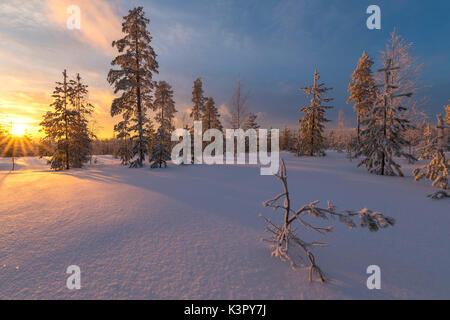 Le luci del tramonto artico illuminare i boschi innevati Vennivaara Rovaniemi Lapponia Regione Finlandia Europa Foto Stock